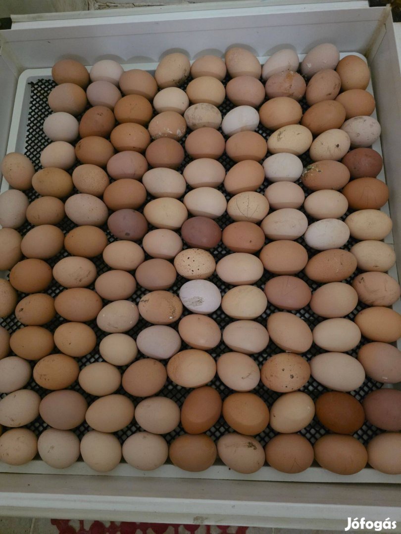 Nagytestű állománytól keltetni tojás