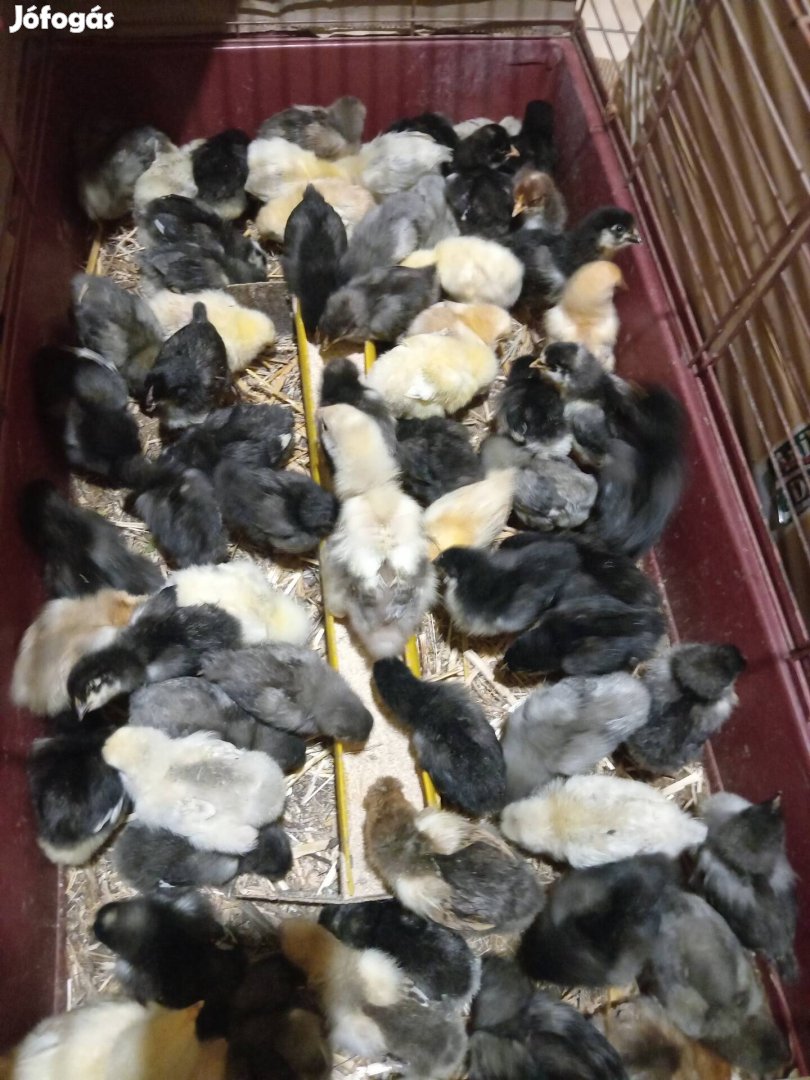 Nagytestű kettőshasznú csibék, tojás keltetésre