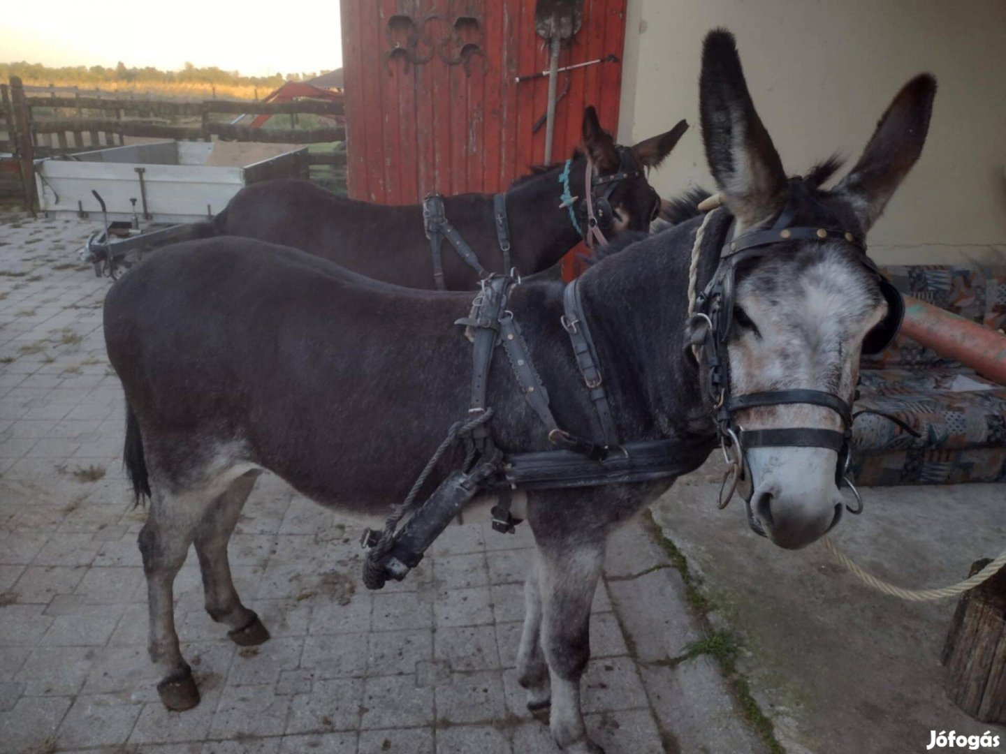 Nagytestű szamár csődör új gazdát keres!