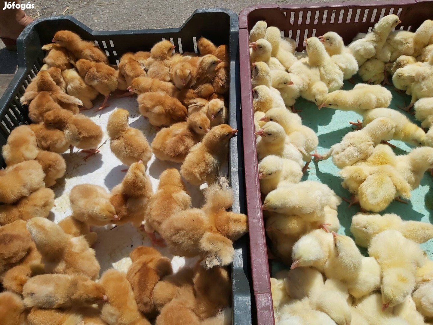 Napos Csibe Jegyezhető Debrecenben, Folyamatosan