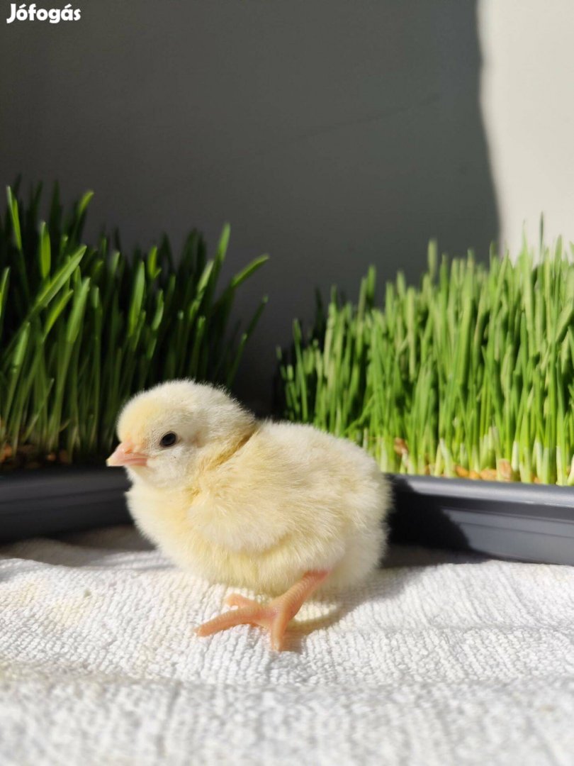 Napos És Előnevelt Csibe