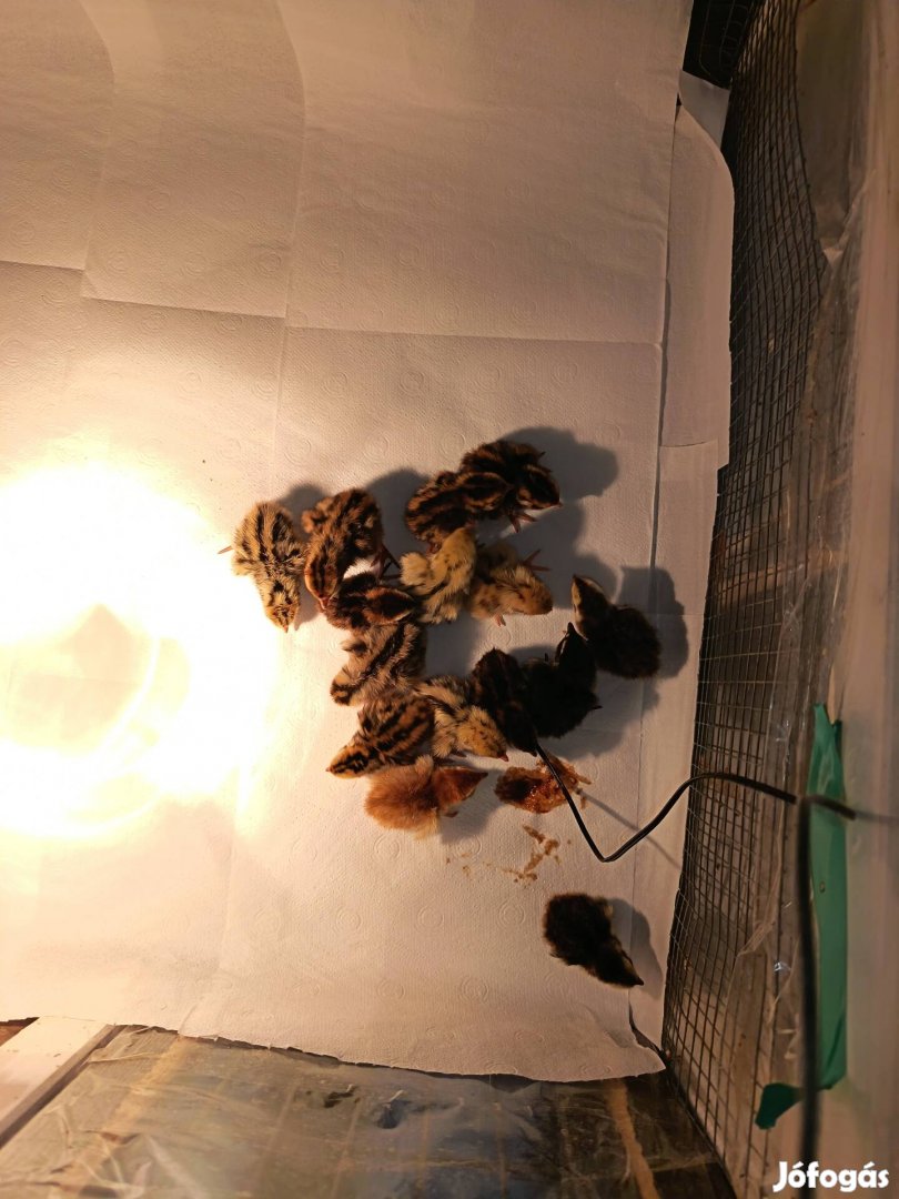 Napos gazdasági fürj