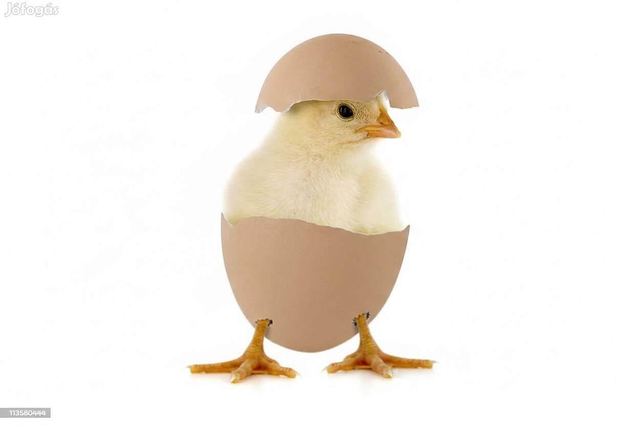 Naposcsibe rendelhetőeladó, valamint bérkeltetést vállalok