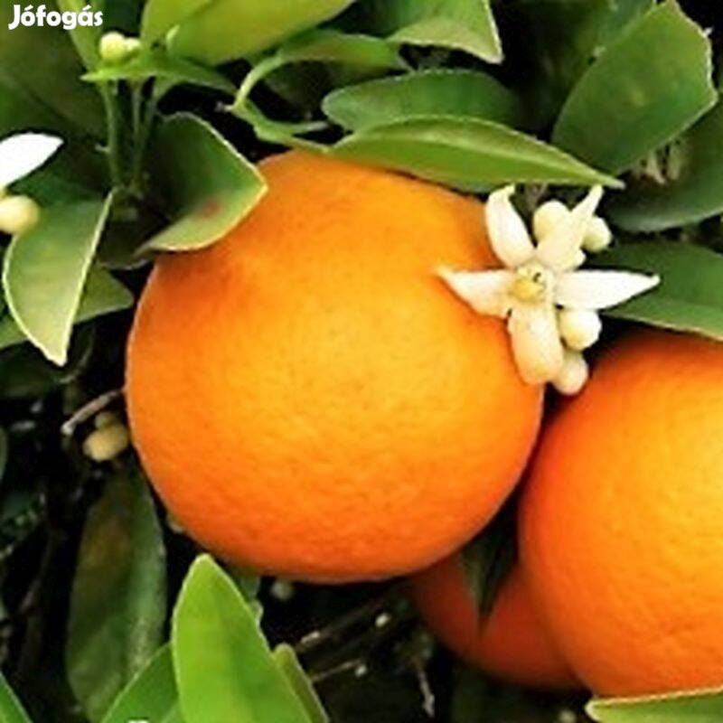 Narancsfa oltvány eladó