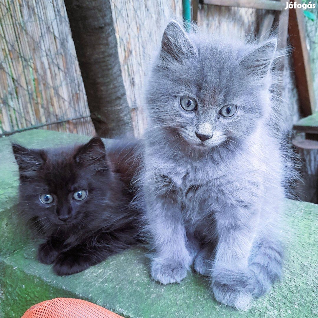 Nebelung macskák elvihetők