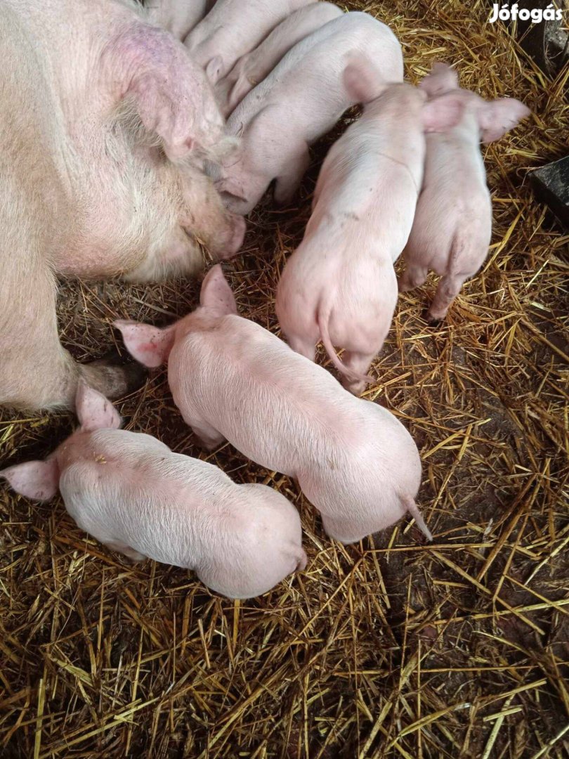 Négysonkás 20-25 kg süldő malacok eladók!