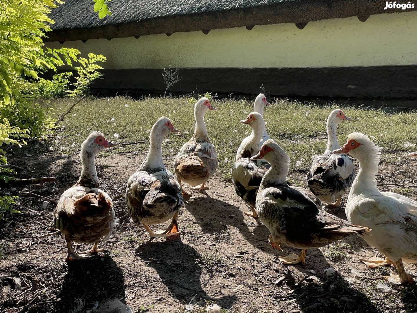 Néma kacsa , Pézsmaréce 1 gunár és 2 tojók