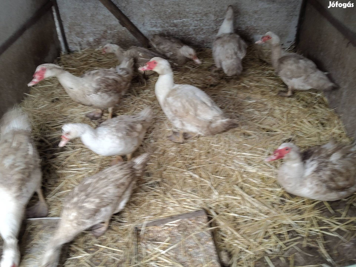 Néma kacsa, gácsér, tojó