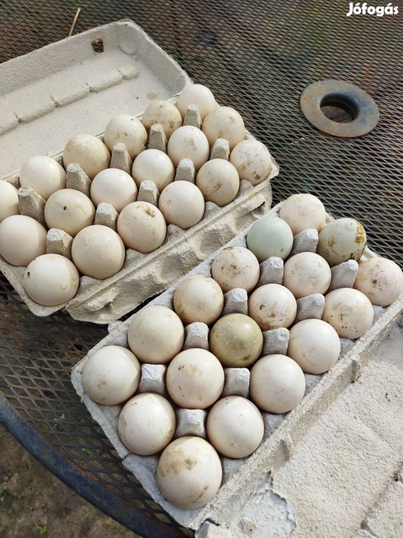 Néma kacsa tojás