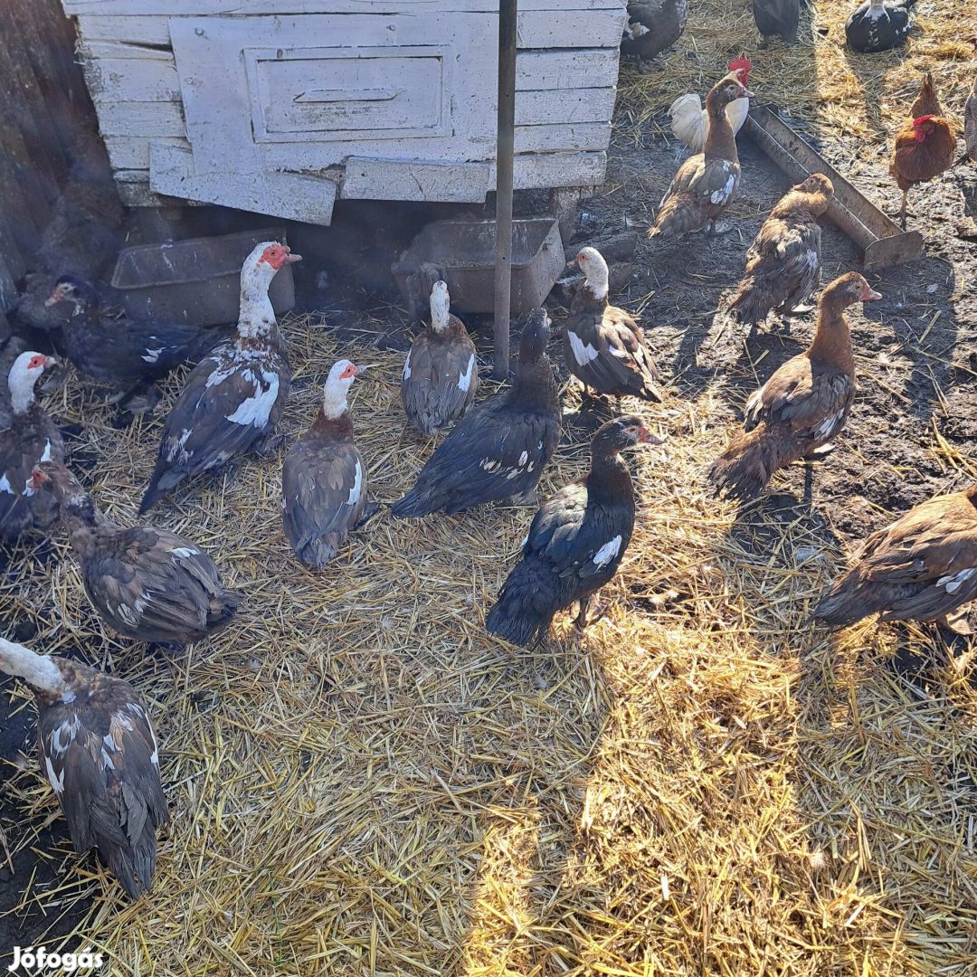 Nemakacsa egyben ha viszed őket ajandekkal