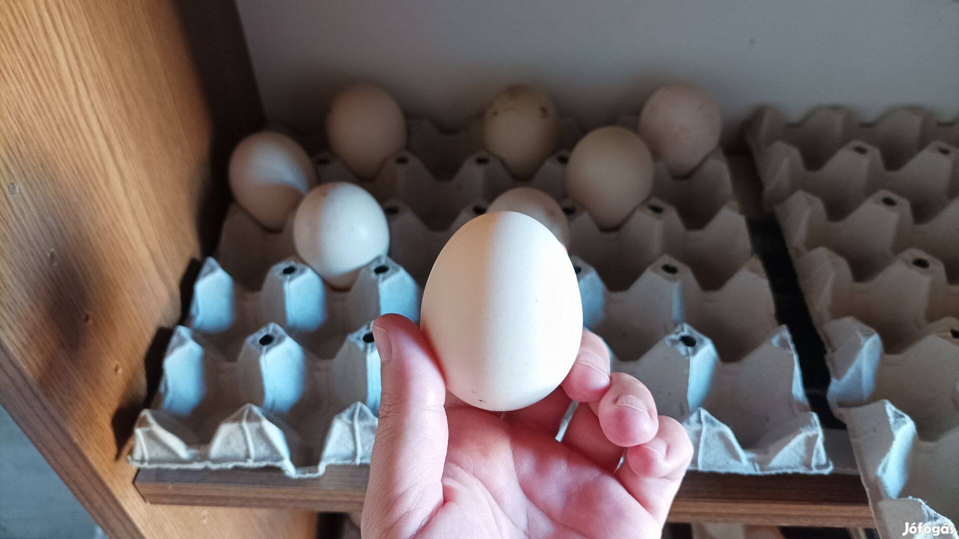 Némakacsa tojás , kacsa tojások , tojás , növendékek