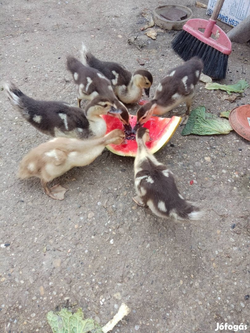 Nemakacsak többféle méretben 