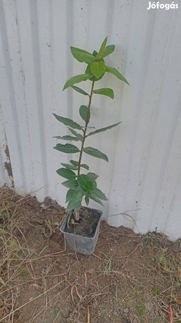 Nemes babér kont eladó