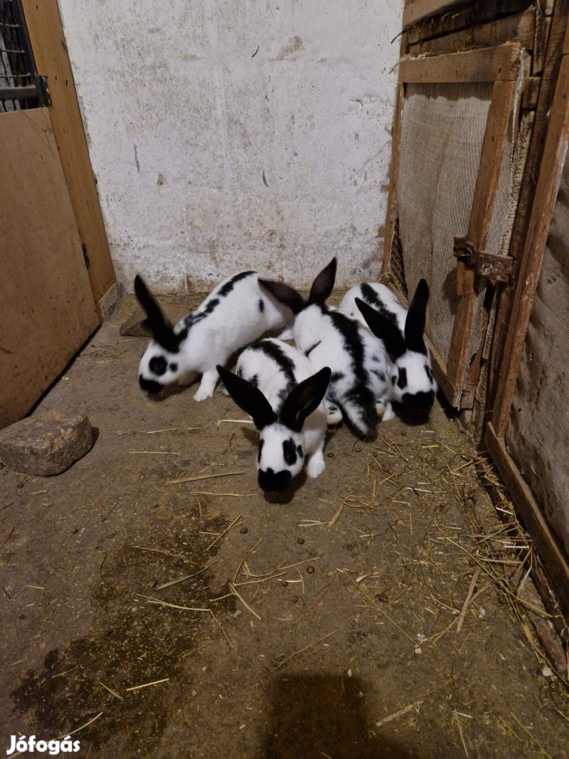 Német lepketarka nyulak