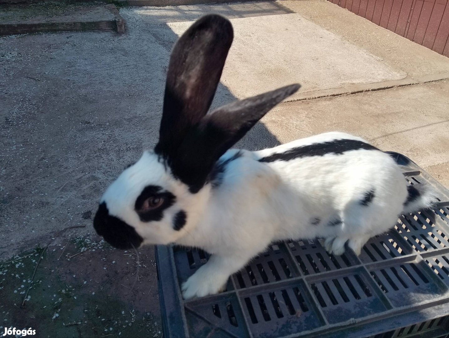 Német óriás lepke-tarka fajtiszta nyúl kapható!