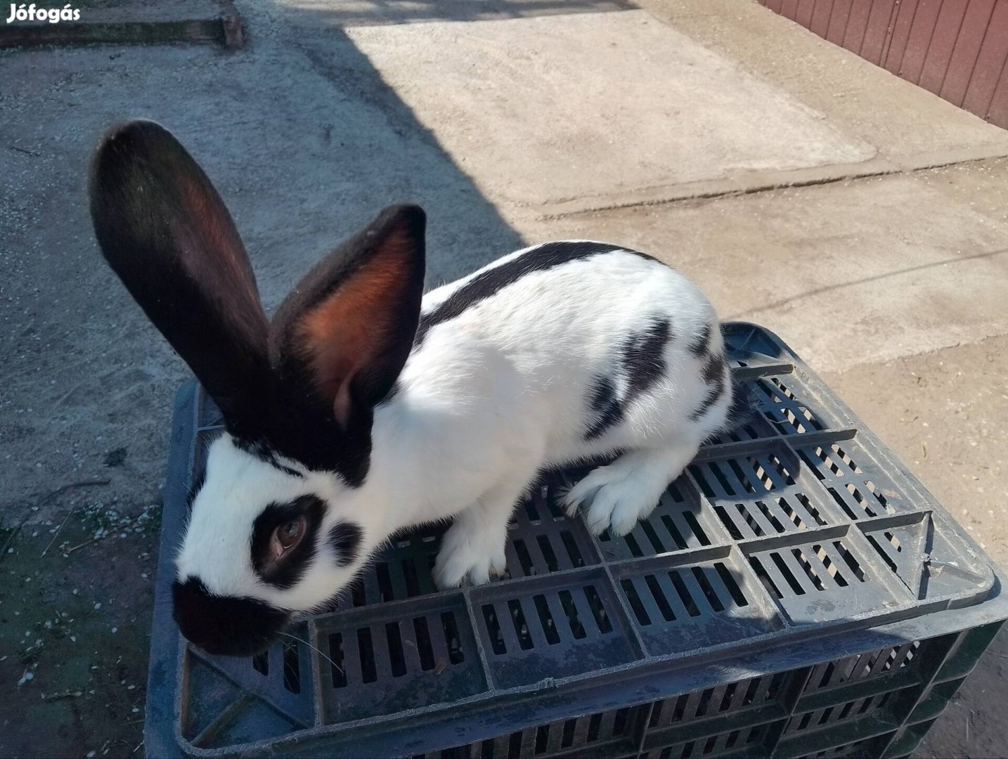 Német óriás lepke-tarka nyúl kapható!