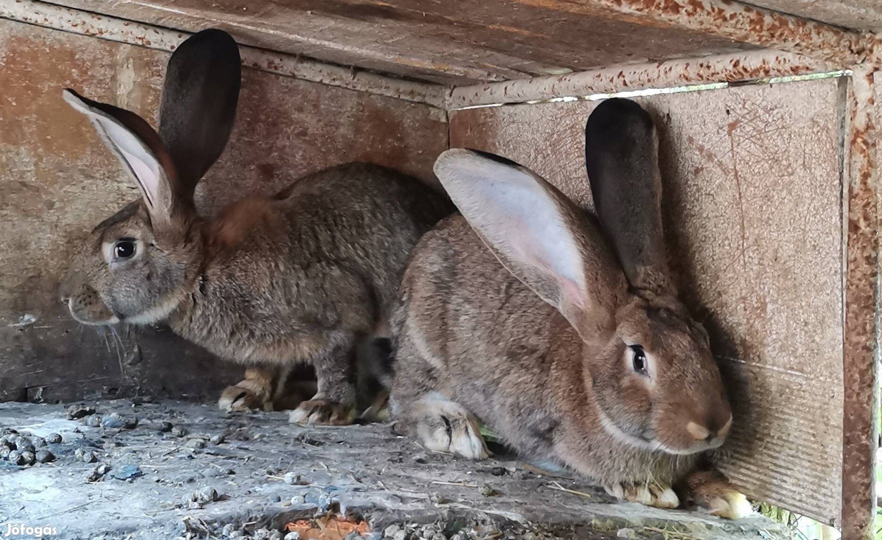 Német óriás nyulak eladóak 