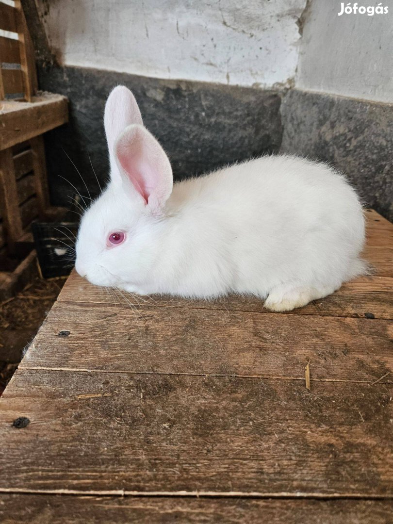 Német órjás lepke tarka kisnyulak