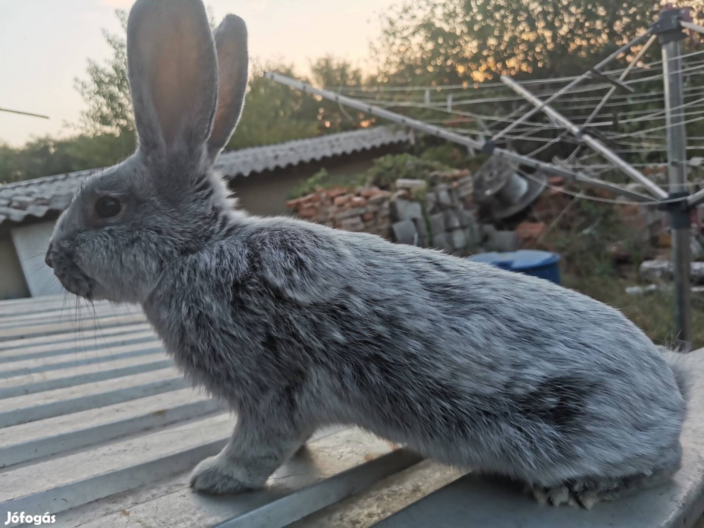 Német világos nagyezüst bakok