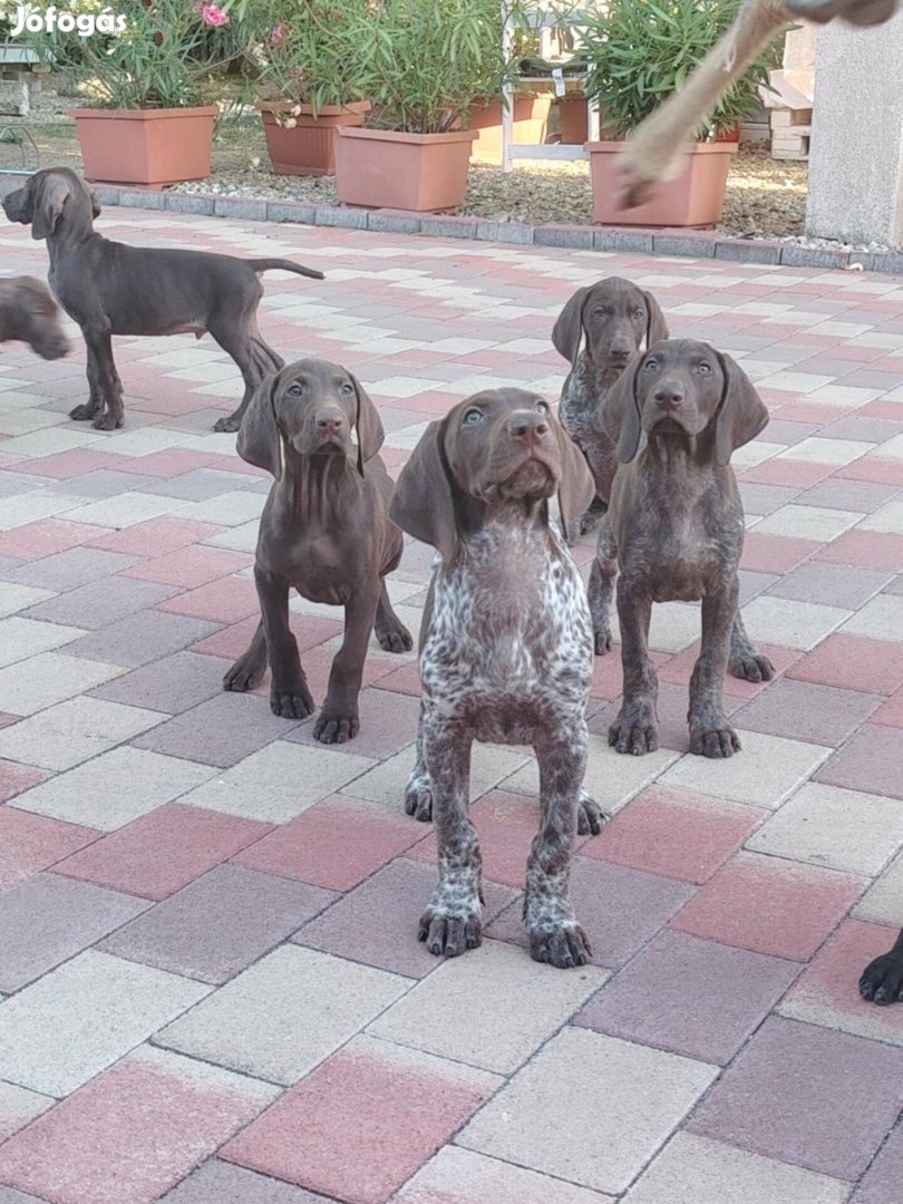 Német vizsla