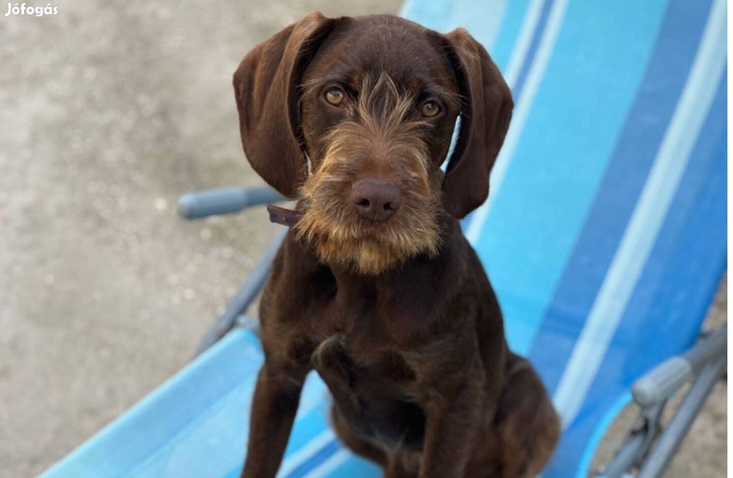 Német vizsla-Pudelpointer keverék, ingyen