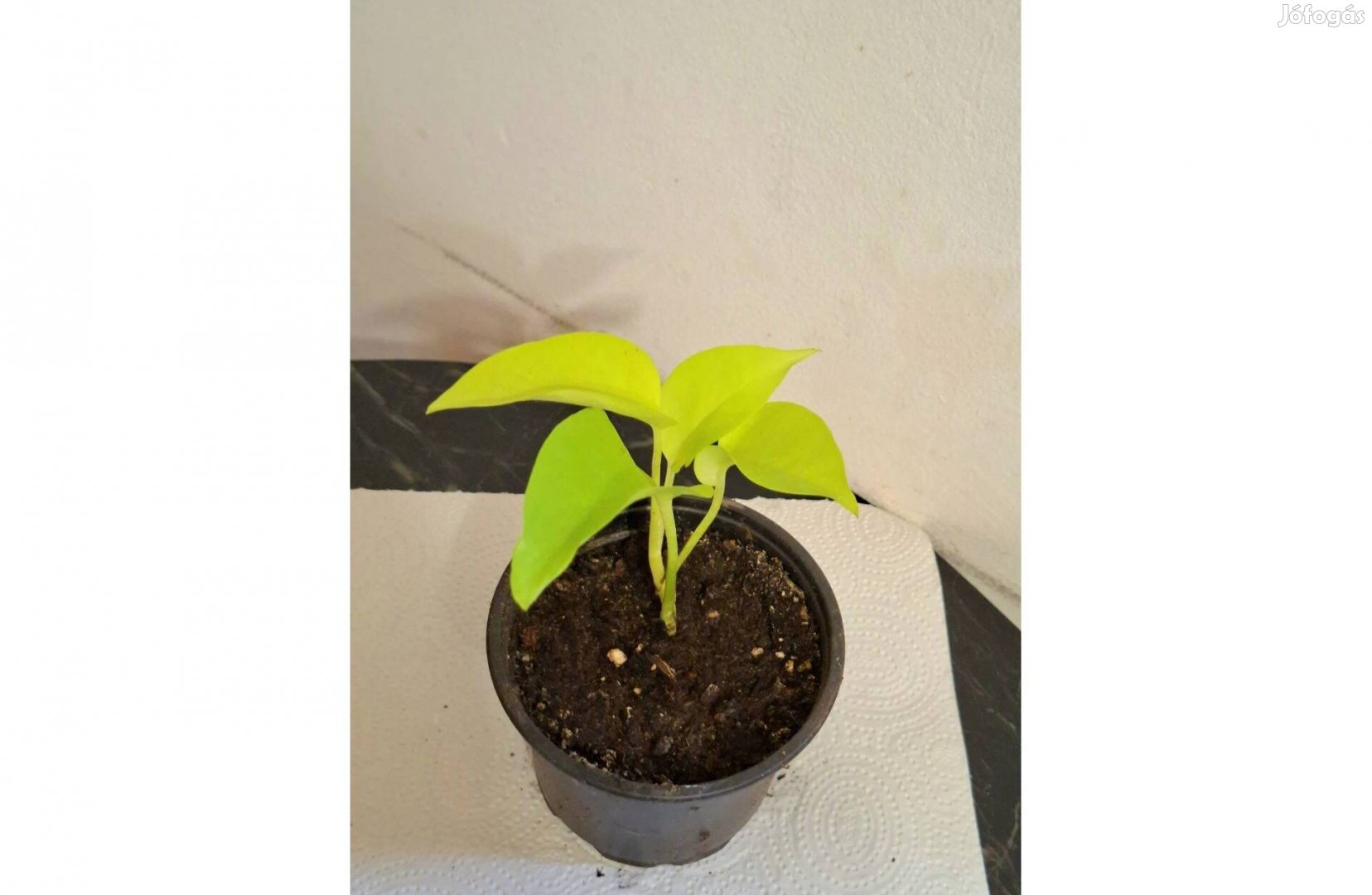 Neon futóka, Philodendron scandens Lemon Lime