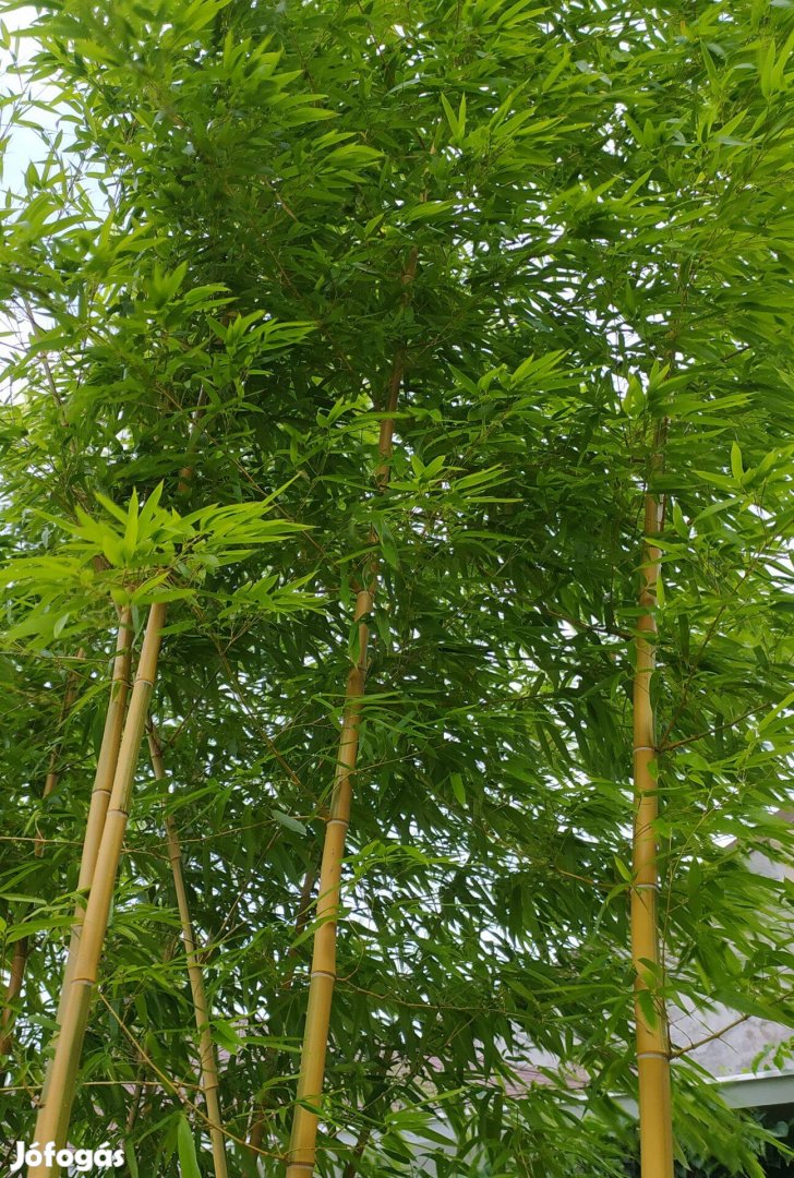 Neonszárú óriás vastag bambusz- Phyllostachys vivax Huanwenzhu Inversa