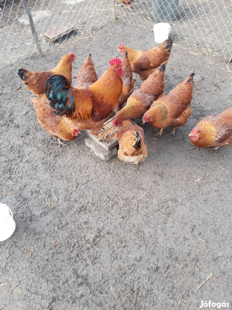 New Hampshire tenyésztojás