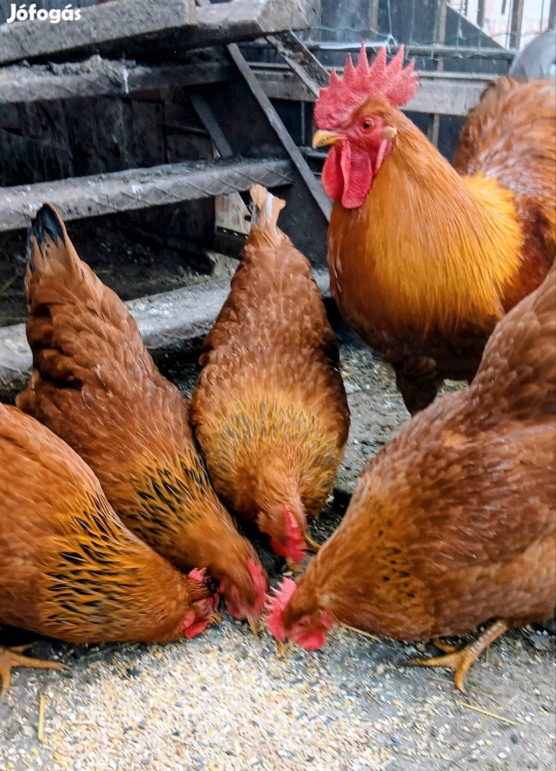 New Hampshire tenyésztojás kapható