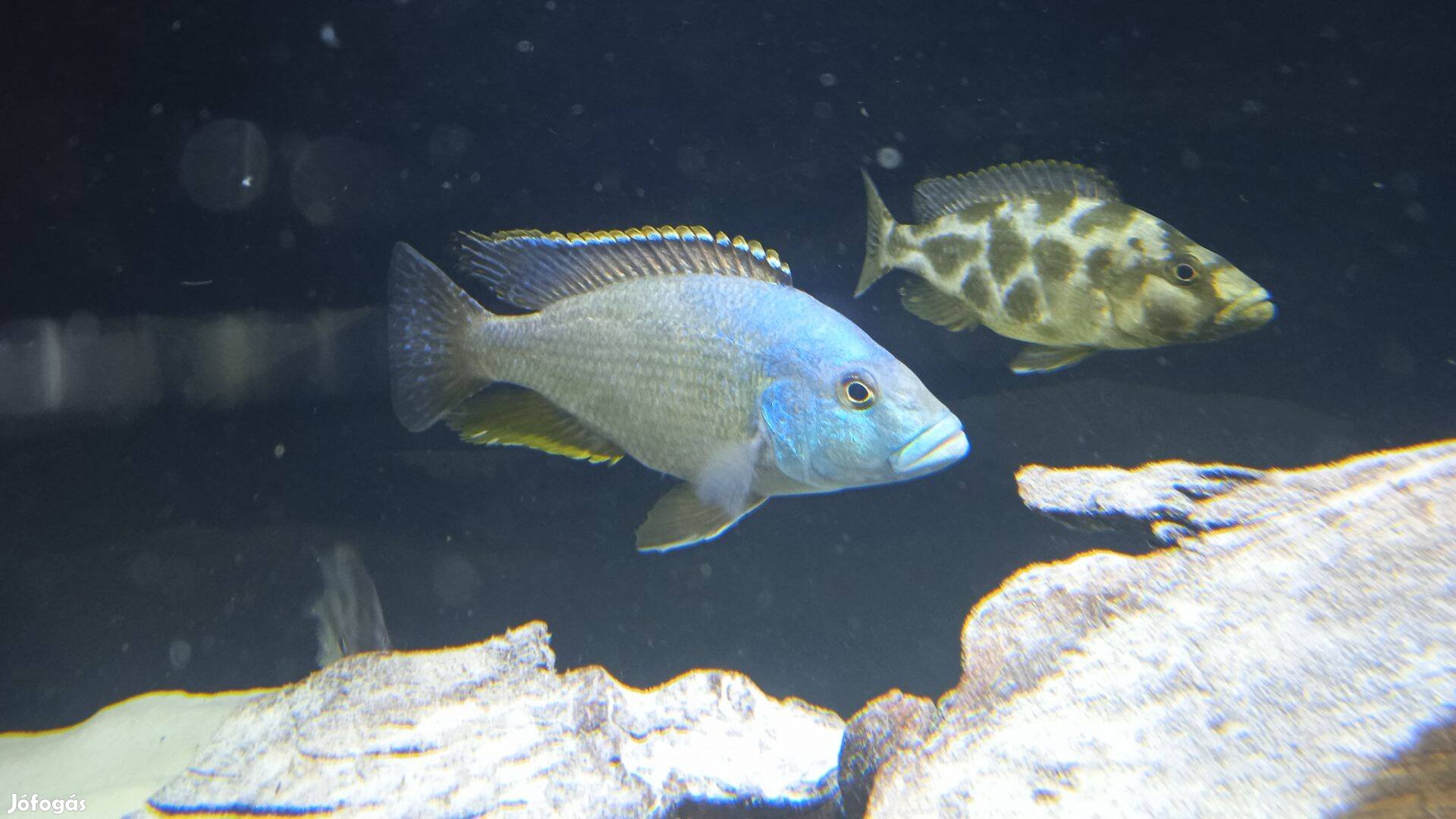 Nimbochromis Livingstonii - Dimidochromis Compressiceps