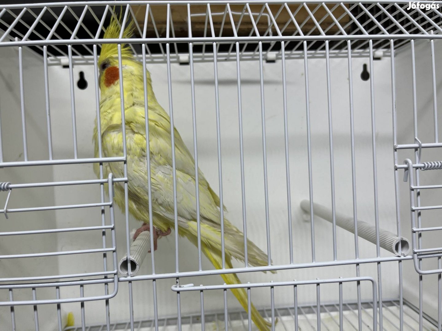 Nimfa papagáj hímek