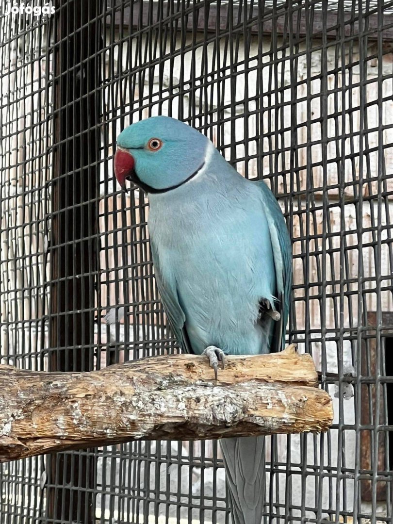 Nimfa papagály eladó