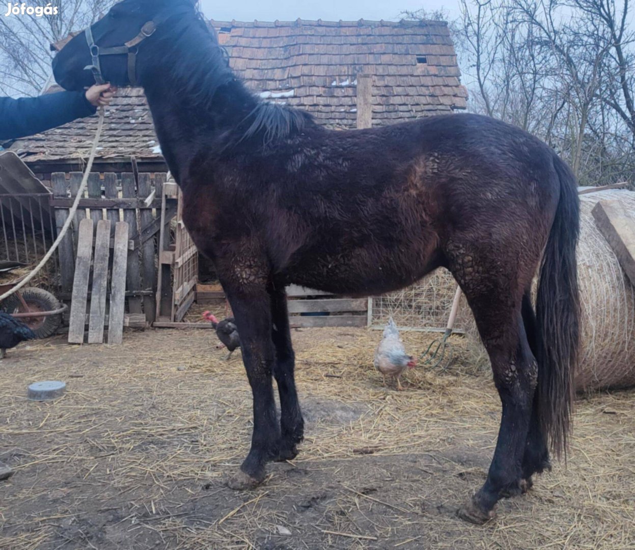 Nóniusz mén csikó eladó-cserélhető
