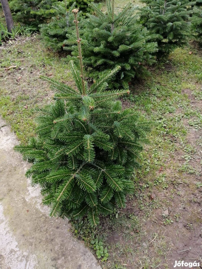 Nordmann földlabdás, őszi kiültetésre, karácsonyra