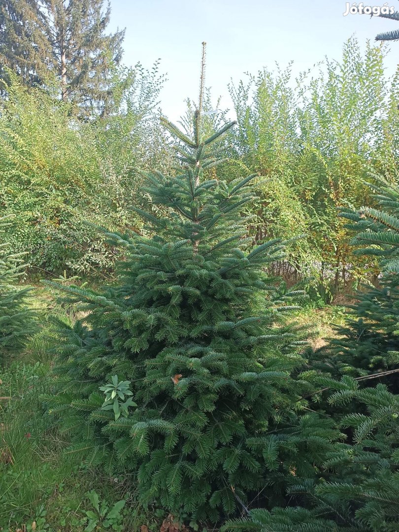 Nordmann zöldág, fenyőgally folyamatosan eladó!