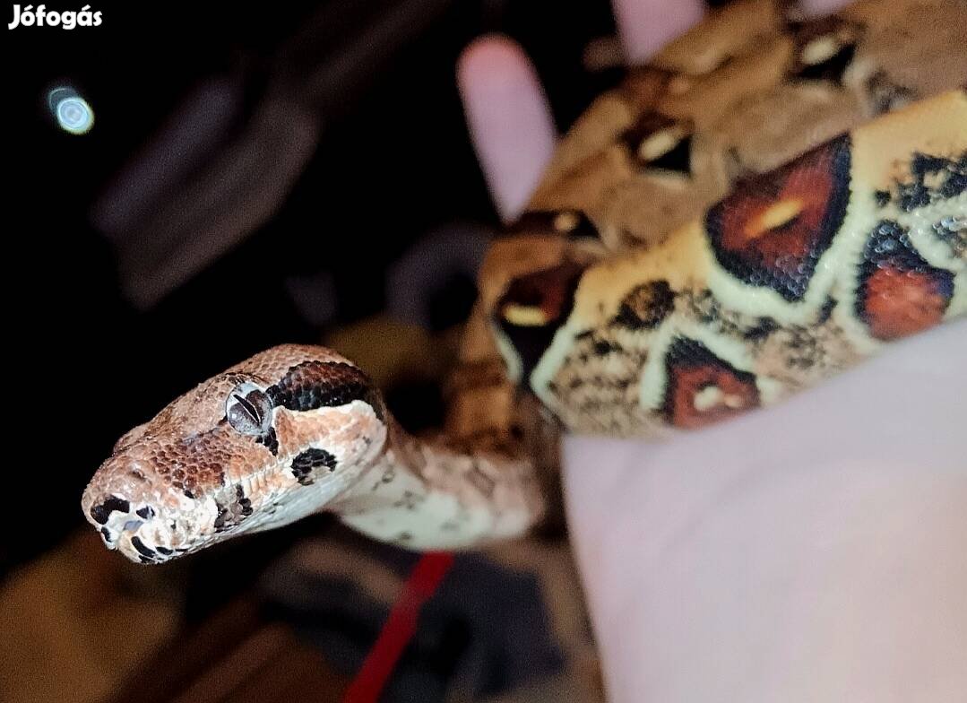 Normal Boa Constrictor hím 