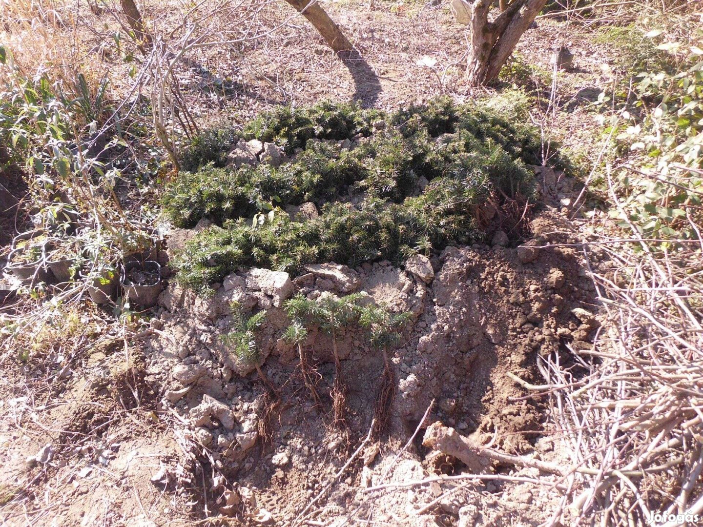 Norman fenyő csemete eladó