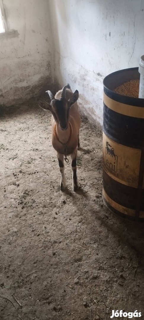 Nőstény kecske eladó vagy csere választási malac ra.