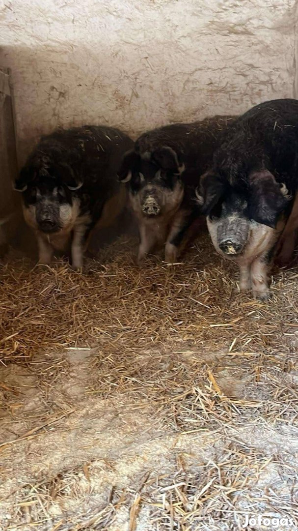 Nőstény mangalica 