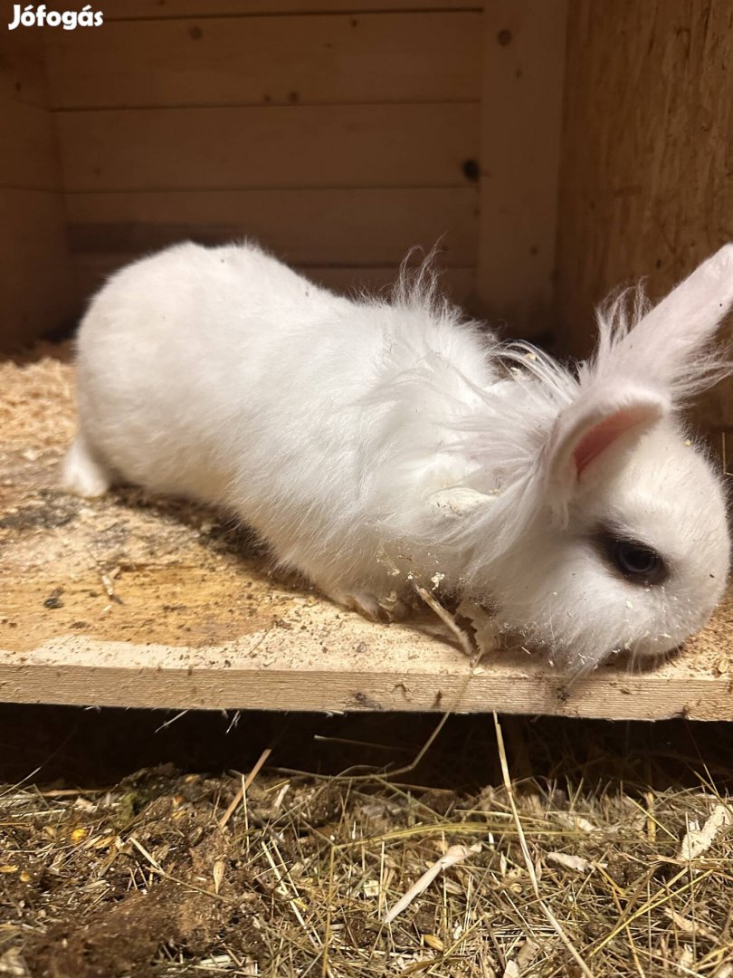 Nőstény törpe nyúl