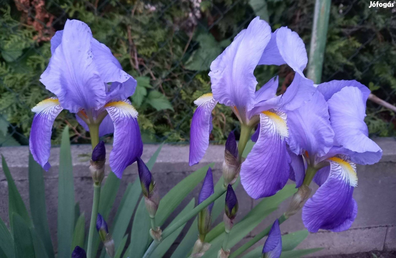 Nőszirom (iris, írisz) kerti virág eladó