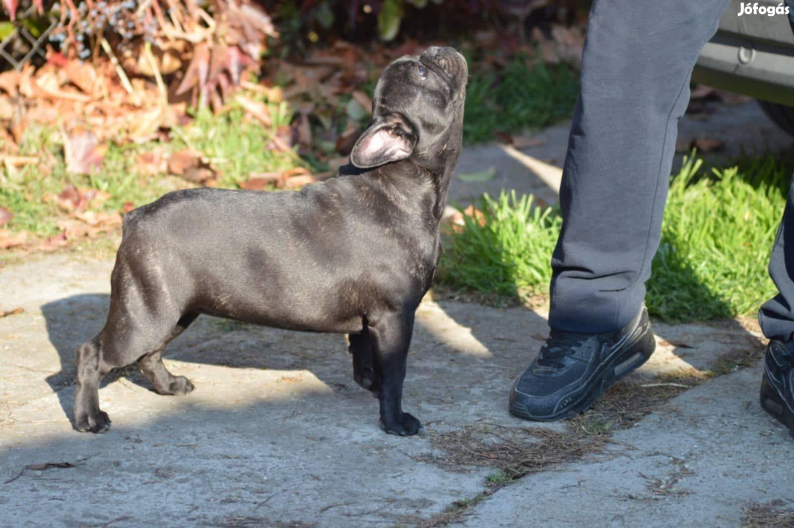 Növendék Törzskönyves Francia bulldog kutyusok