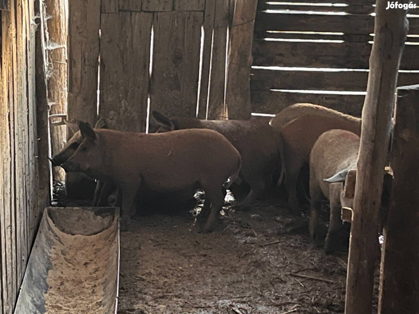 Növendék mangalica