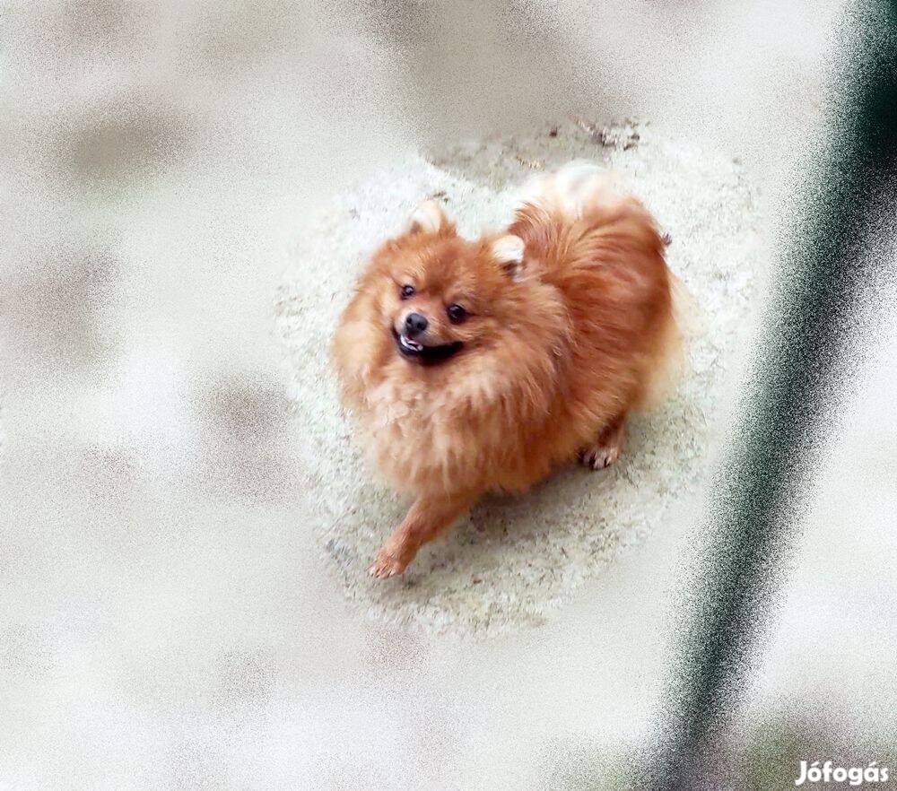 Növendék pomerániai vonalú fajtatiszta jellegű spicc