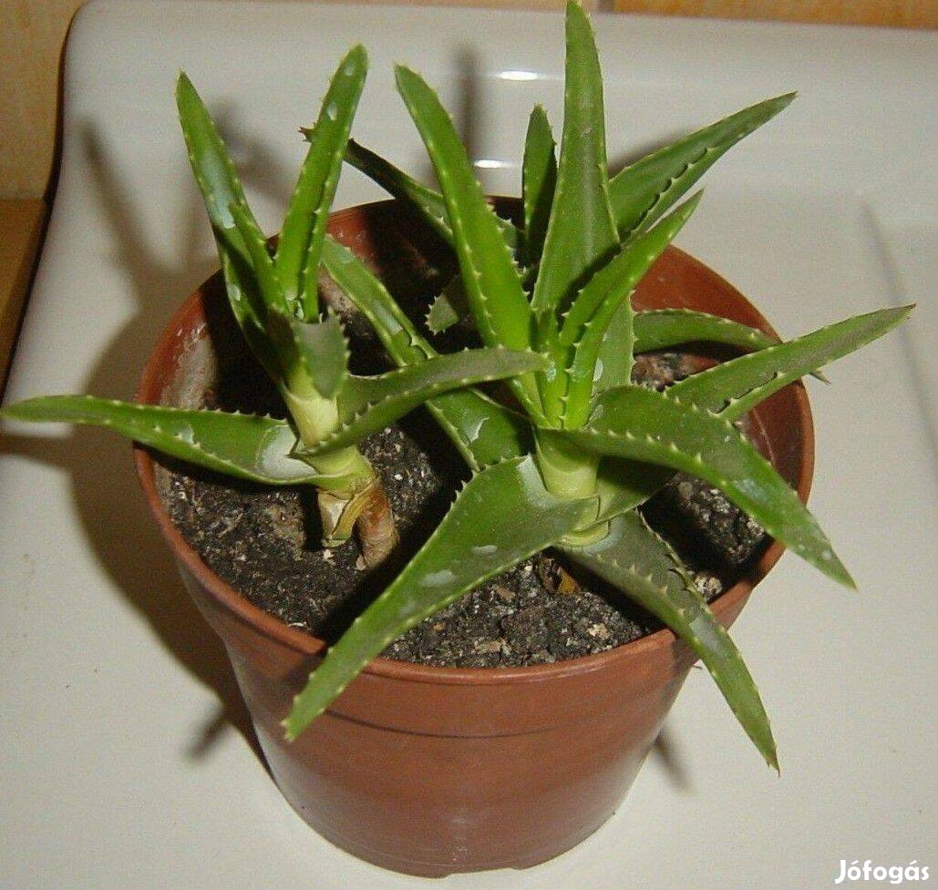 Növény - Aloe vera (2 db) nagyobb (3 db tő), kisebb (1 db tő)