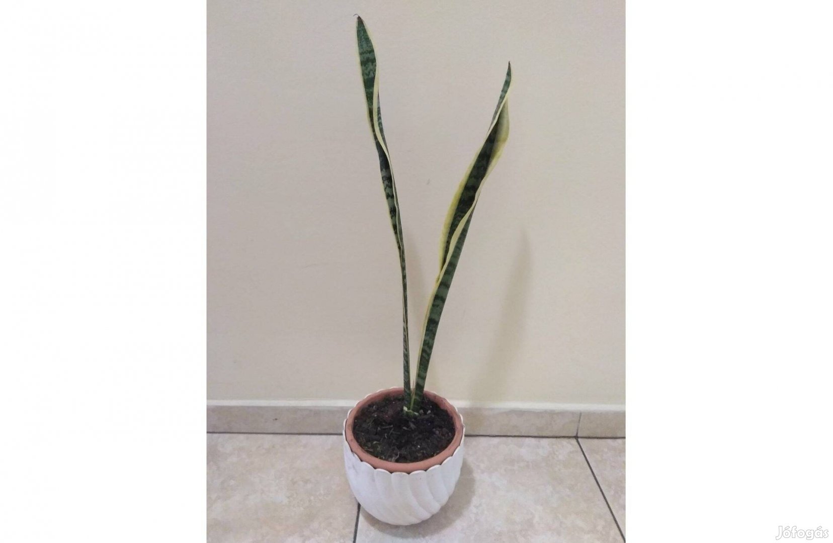 Növény szobanövény cserepes virág Anyósnyelv Sansevieria sansavéra