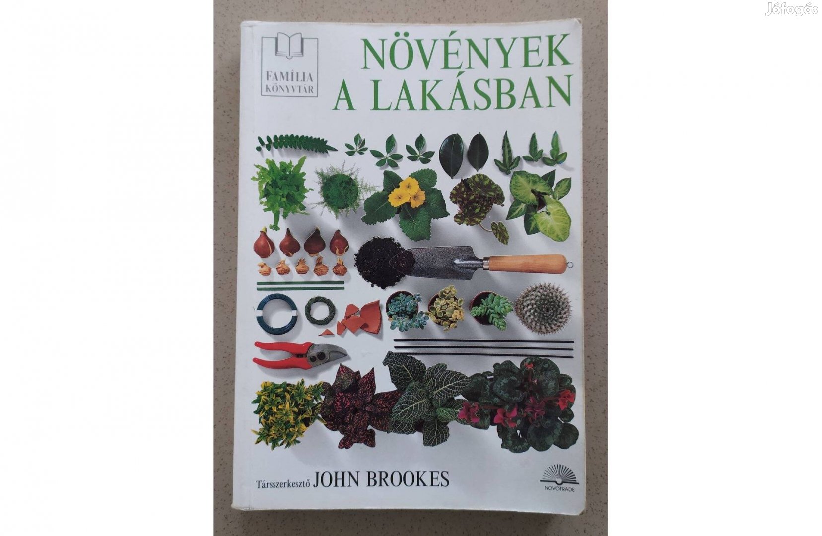 Növények a lakásban, szobanövény, enteriőr