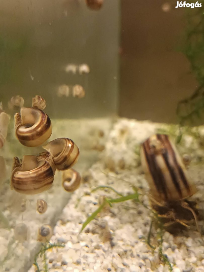 Növényevő akváriumi csiga