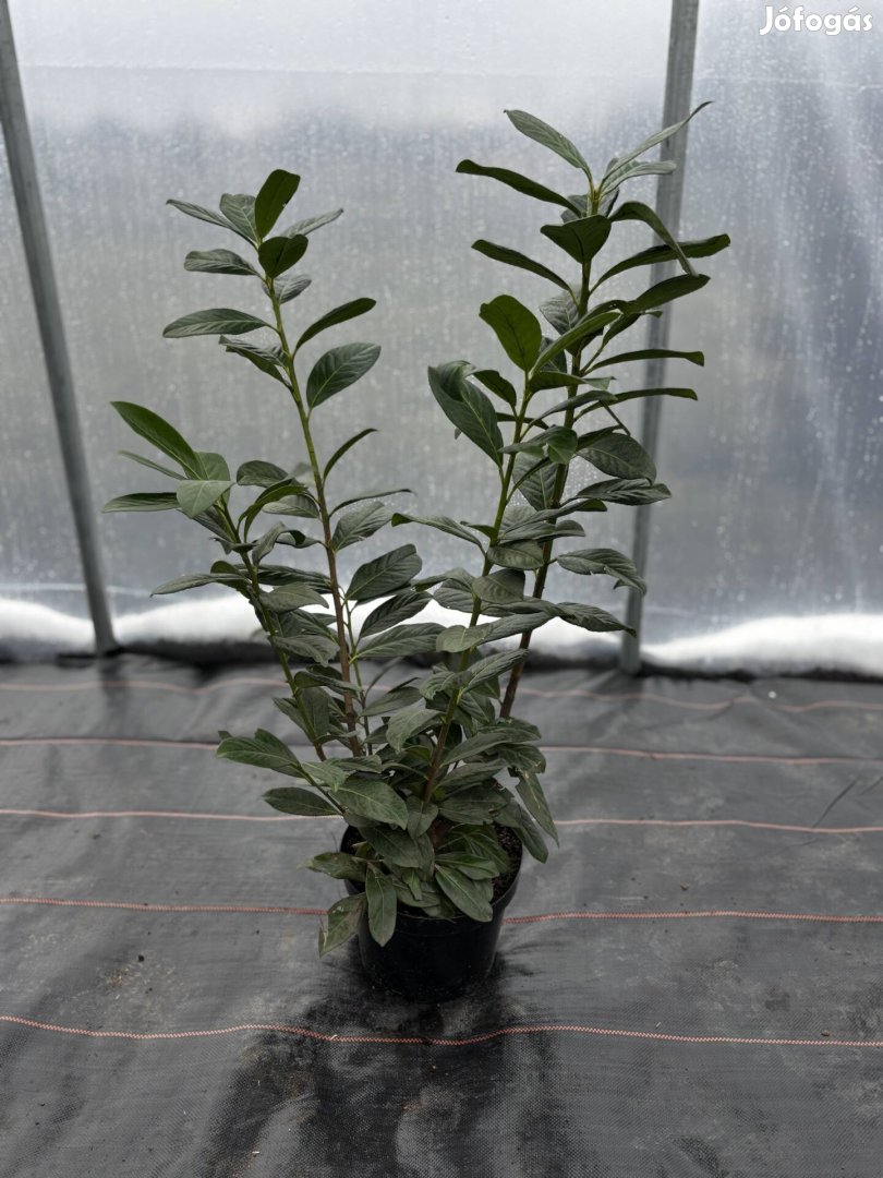 Novita babérmeggy 80cm
