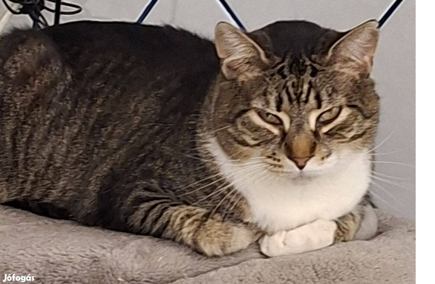 Nózi vagyok , örökbefogadó gazdát keresek ingyenesen